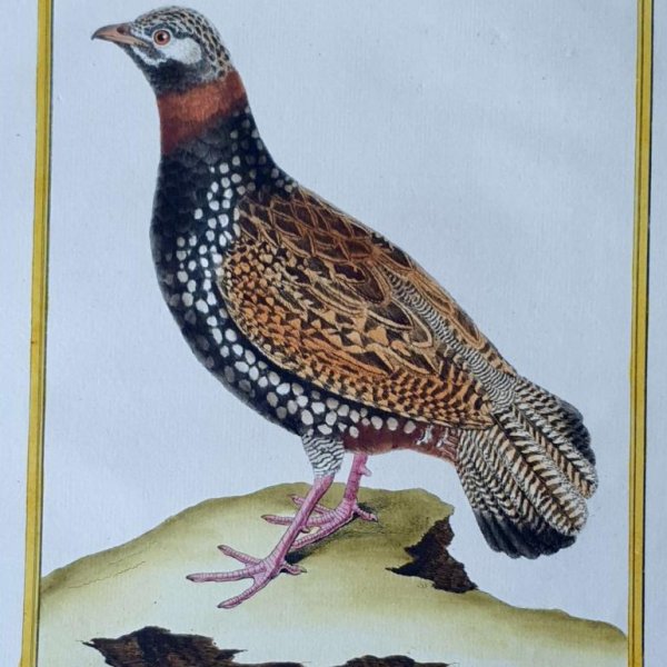 MARTINET, François Nicolas