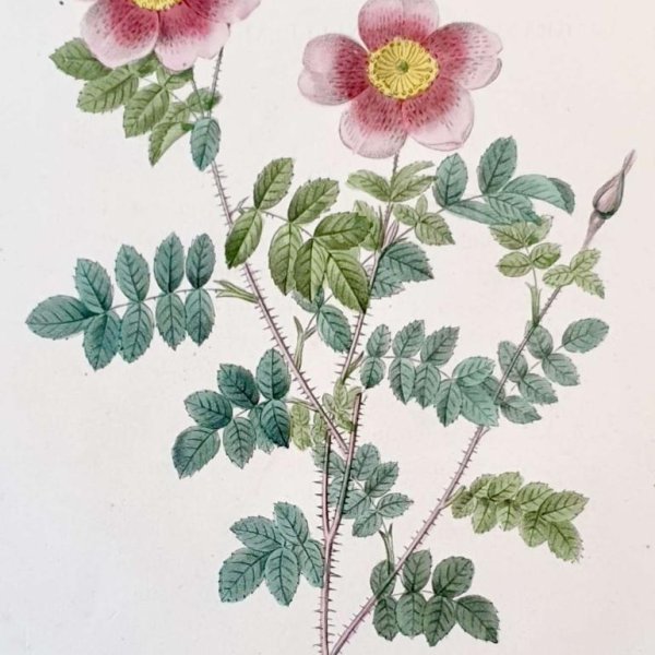 REDOUTE Pierre Joseph