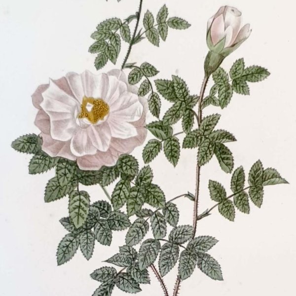 REDOUTE Pierre Joseph