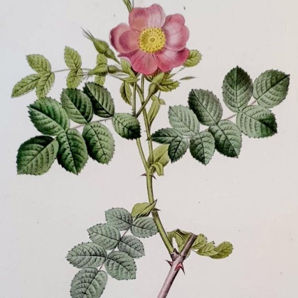 REDOUTE Pierre Joseph