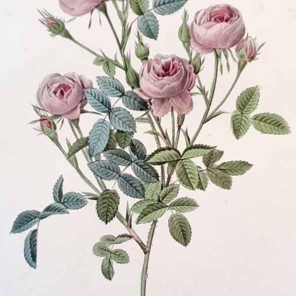 REDOUTE Pierre Joseph