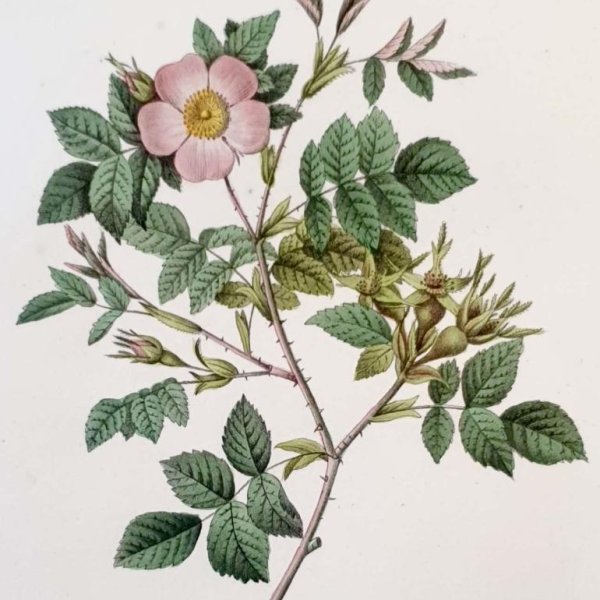 REDOUTE Pierre Joseph