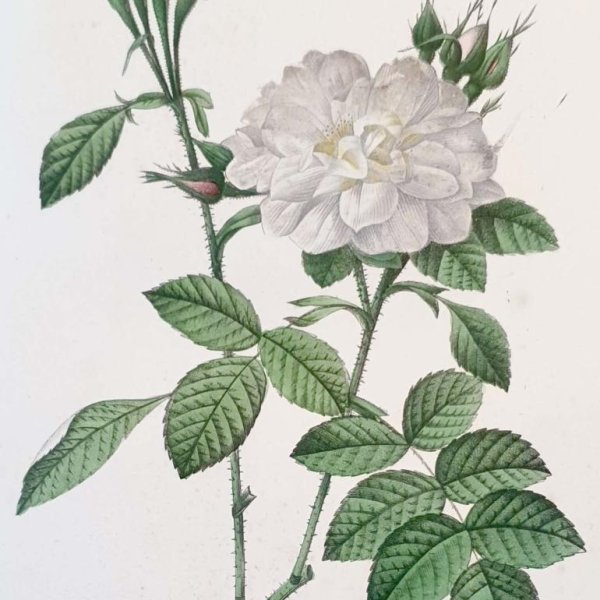 REDOUTE Pierre Joseph