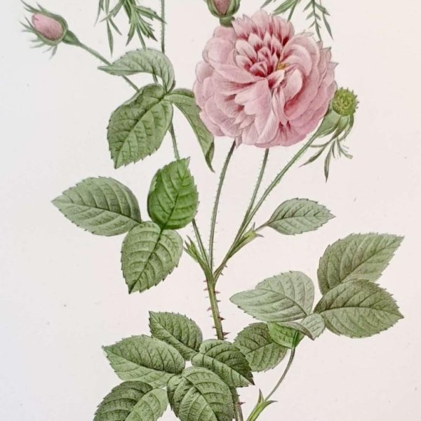 REDOUTE Pierre Joseph