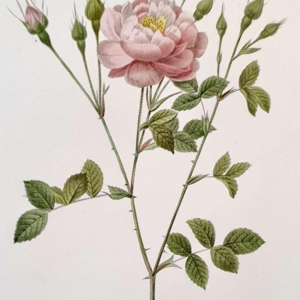 REDOUTE Pierre Joseph