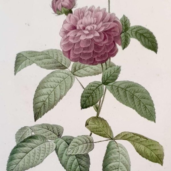 REDOUTE Pierre Joseph