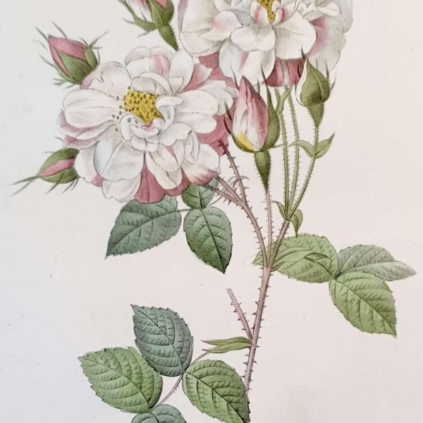 REDOUTE Pierre Joseph