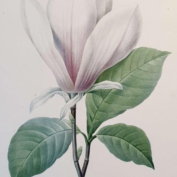 REDOUTE Pierre Joseph