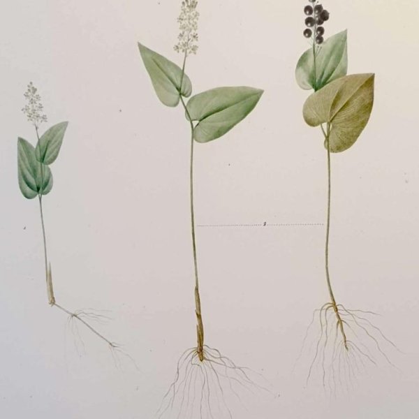 REDOUTE Pierre Joseph