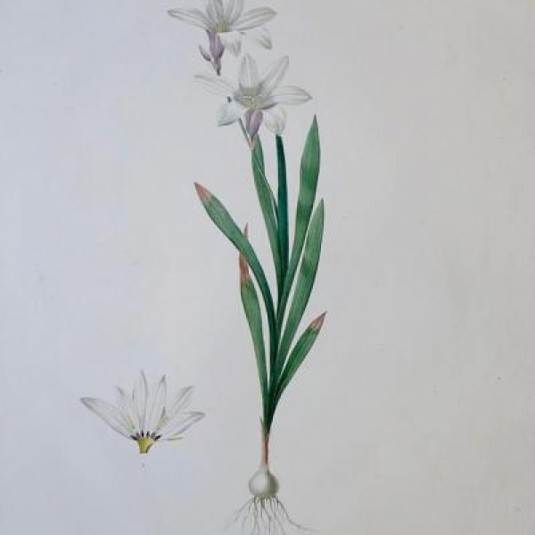 REDOUTE Pierre Joseph