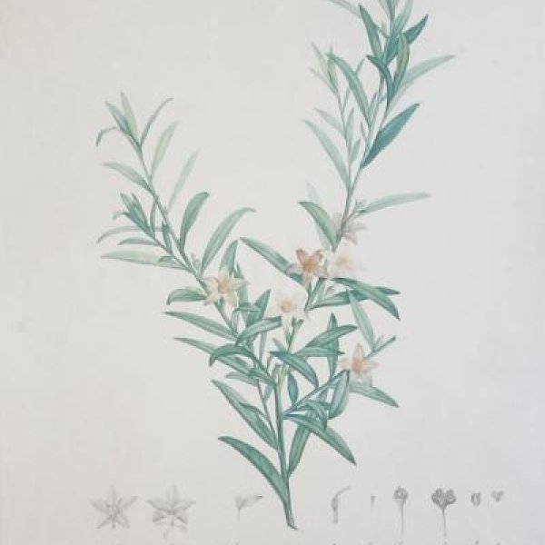 REDOUTE Pierre Joseph