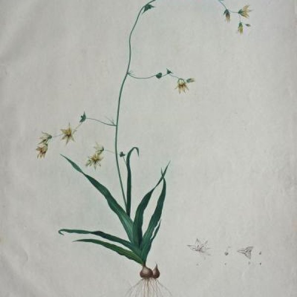 REDOUTE Pierre Joseph