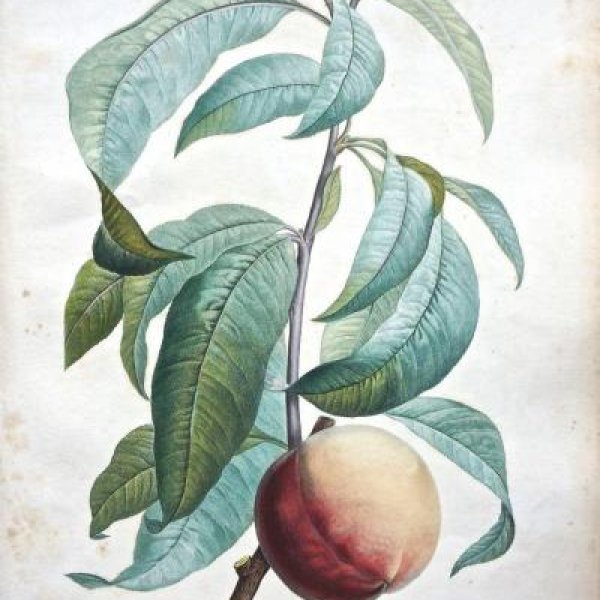 REDOUTE Pierre Joseph