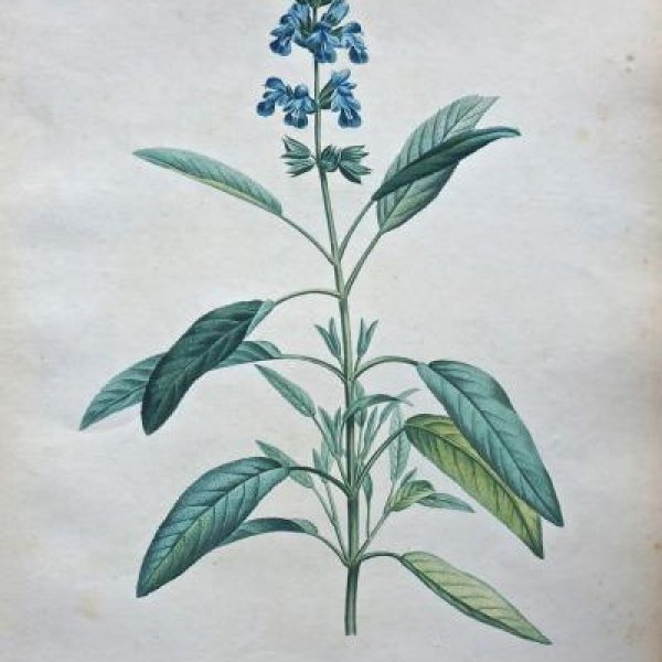 REDOUTE Pierre Joseph