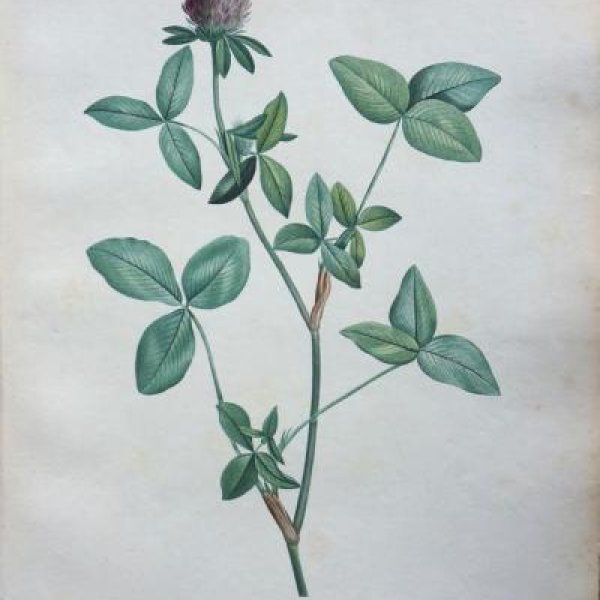 REDOUTE Pierre Joseph