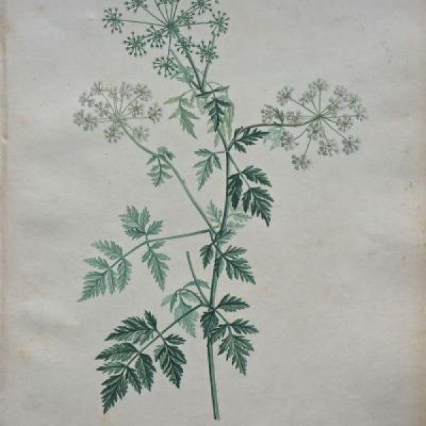 REDOUTE Pierre Joseph