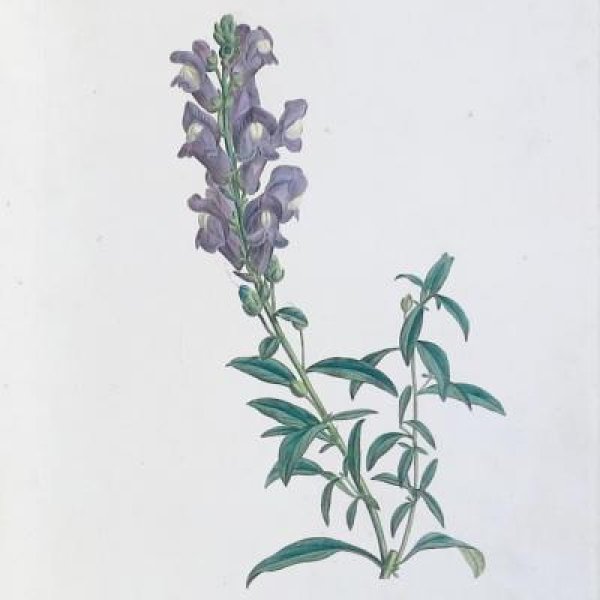 REDOUTE Pierre Joseph