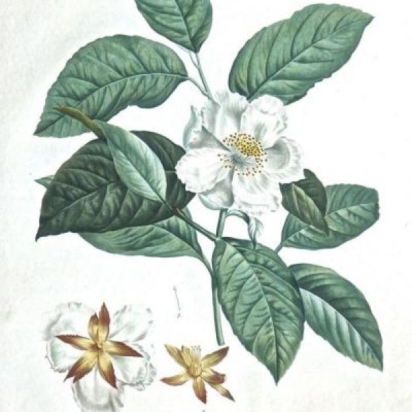 REDOUTE Pierre Joseph