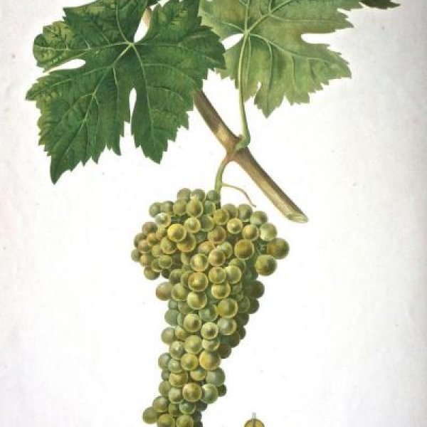 NODE-ST-ANGE Charles