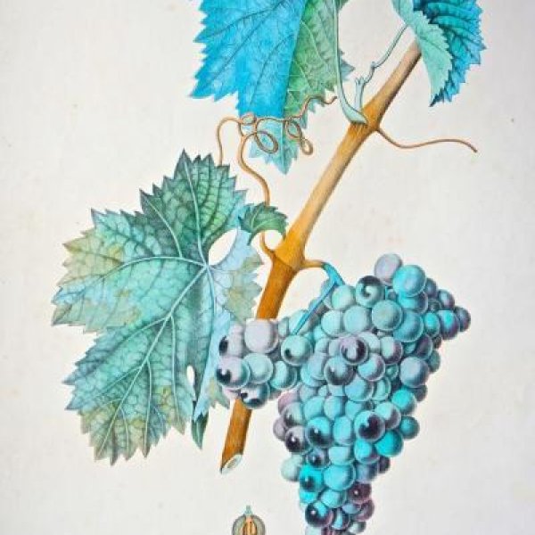 NODE-ST-ANGE Charles