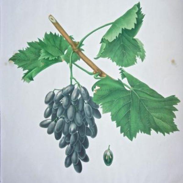 NODE-ST-ANGE Charles