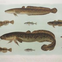 ENGELMANN Theodor Wilhem