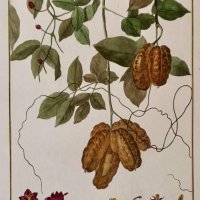 CHOFFARD Pierre-Philippe