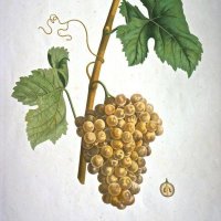 NODE-ST-ANGE Charles