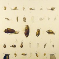 SCHMELZ Charles Simon Guillaume